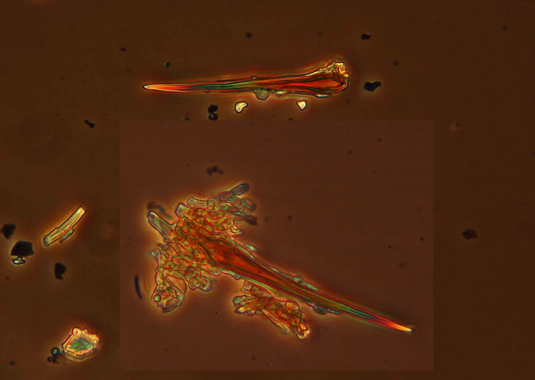 Crosta color cuoio - foto 1112 (Hymenochaete fuliginosa)